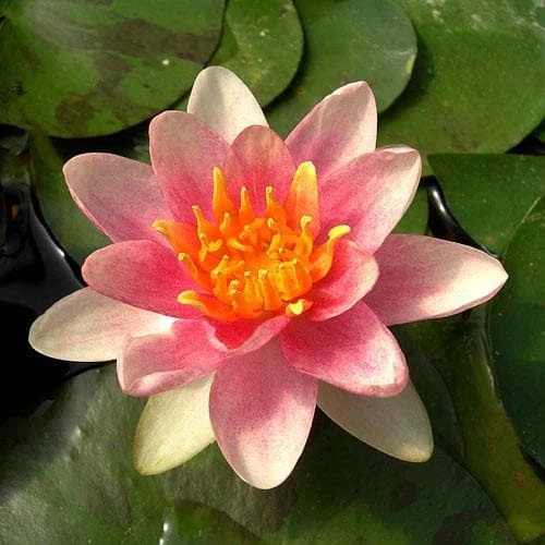 Nymphaea Aurora 1 Nymphaea Aurora