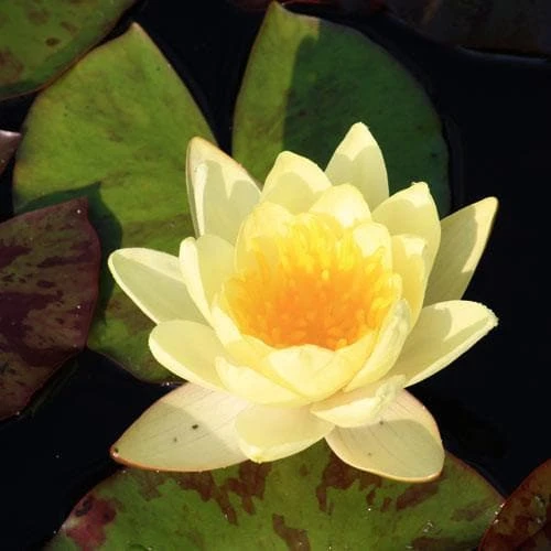 Nymphaea Marliacea Chromatella 1 Nymphaea Marliacea Chromatella