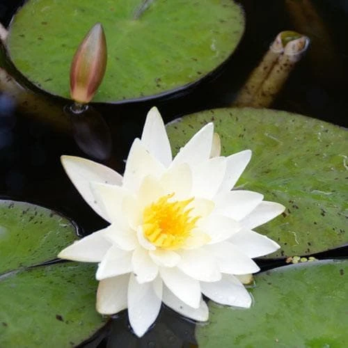 Nymphaea Alba - Native White Waterlily 1 Nymphaea Alba - Native White Waterlily