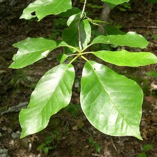 Nyssa Aquatica - Water Tupelo 3 Nyssa Aquatica - Water Tupelo - Image 3