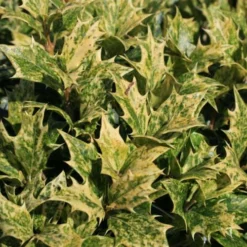 Osmanthus Heterophyllus Goshiki -Future Forests Osmanthus het Goshiki 03