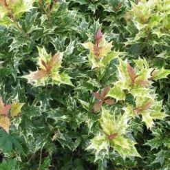 Osmanthus Heterophyllus Goshiki -Future Forests Osmanthus het Goshiki 04