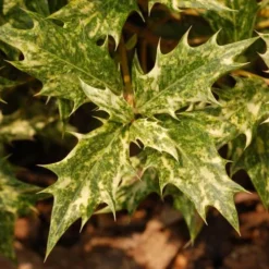 Osmanthus Heterophyllus Goshiki -Future Forests Osmanthus het Goshiki 05