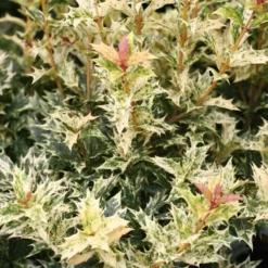 Osmanthus Heterophyllus Goshiki -Future Forests Osmanthus het Goshiki 06