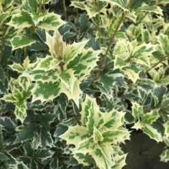 Osmanthus Heterophyllus Variegatus