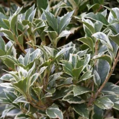 Osmanthus Heterophyllus Variegatus -Future Forests Osmanthus heterophyllus Variegatus02 b7307b8a 2553 4e68 827d a7ec89e90e4a