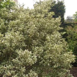 Osmanthus Heterophyllus Variegatus -Future Forests Osmanthus heterophyllus Variegatus03 acc733fd ef9e 4b46 ba42 a2380c60007e