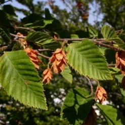Ostrya Carpinifolia - Hop Hornbeam 9 Ostrya Carpinifolia - Hop Hornbeam -Future Forests Ostrya carpinifolia 04x