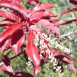 Oxydendrum Arboreum -Future Forests Oxydendrum arboreum 10
