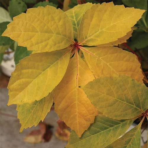 Parthenocissus Quinquefolia Yellow Wall 4 Parthenocissus Quinquefolia Yellow Wall - Image 4