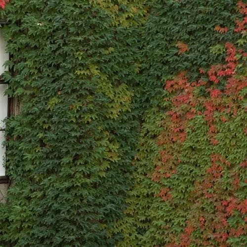 Parthenocissus Tricuspidata Veitchii - Boston Ivy 2 Parthenocissus Tricuspidata Veitchii - Boston Ivy - Image 2