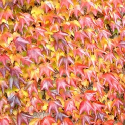 Parthenocissus Tricuspidata Veitchii - Boston Ivy 10 Parthenocissus Tricuspidata Veitchii - Boston Ivy -Future Forests Parthenocissus tricuspidata Veitchii 03