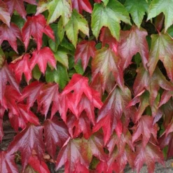 Parthenocissus Tricuspidata Veitchii - Boston Ivy 11 Parthenocissus Tricuspidata Veitchii - Boston Ivy -Future Forests Parthenocissus tricuspidata Veitchii 06