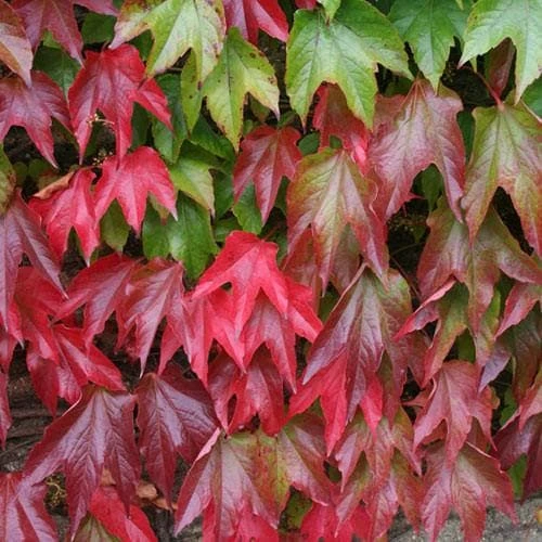 Parthenocissus Tricuspidata Veitchii - Boston Ivy 6 Parthenocissus Tricuspidata Veitchii - Boston Ivy - Image 6