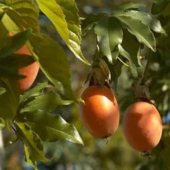 Passiflora Caerulea -Future Forests Passiflora caerulea 07