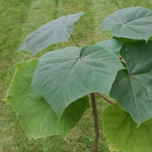 Paulownia Elongata 2 Paulownia Elongata - Image 2
