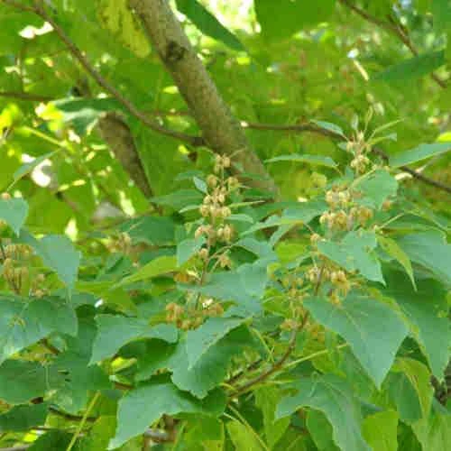 Paulownia Elongata 3 Paulownia Elongata - Image 3