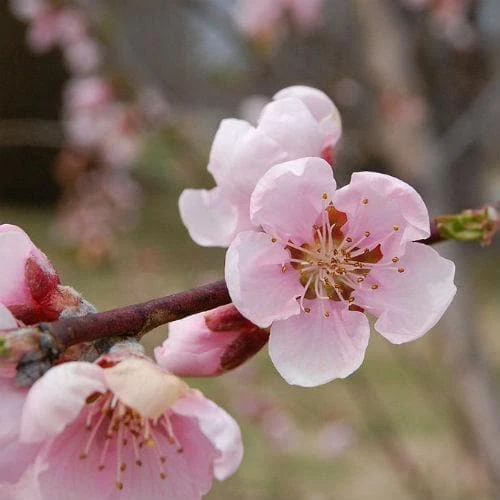 Peach Amsden 2 Peach Amsden - Image 2