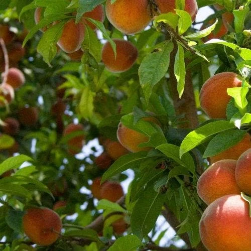 Peach Rochester 2 Peach Rochester - Image 2