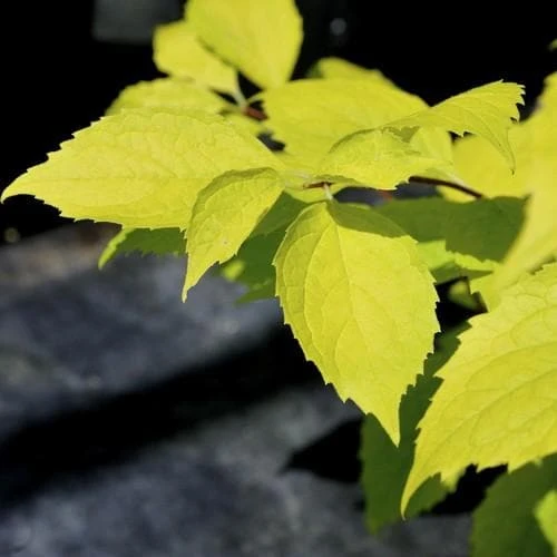 Philadelphus Coronarius Aureus 1 Philadelphus Coronarius Aureus