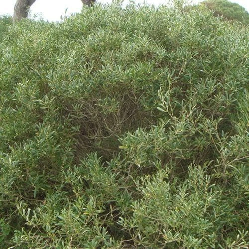 Phillyrea Angustifolia 2 Phillyrea Angustifolia - Image 2