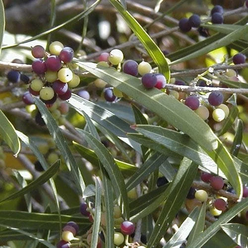 Phillyrea Angustifolia 1 Phillyrea Angustifolia