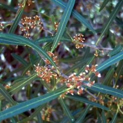 Phillyrea Angustifolia 8 Phillyrea Angustifolia -Future Forests Phillyrea angustifolia 07