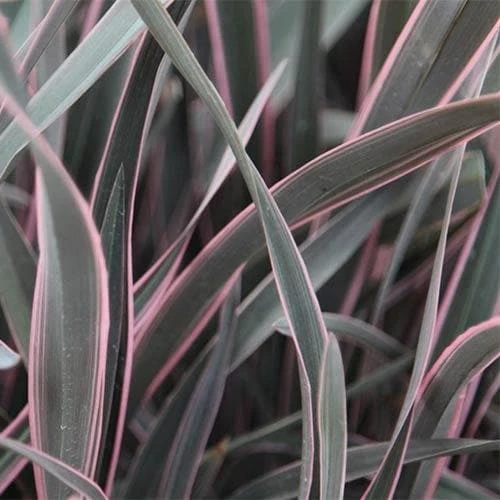 Phormium Pink Stripe 1 Phormium Pink Stripe