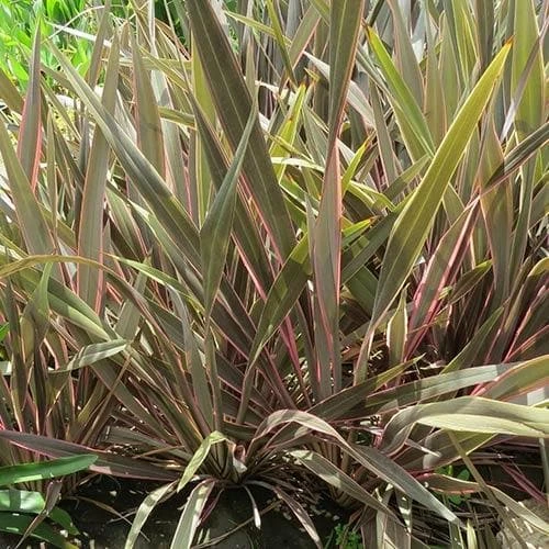 Phormium Pink Stripe 2 Phormium Pink Stripe - Image 2