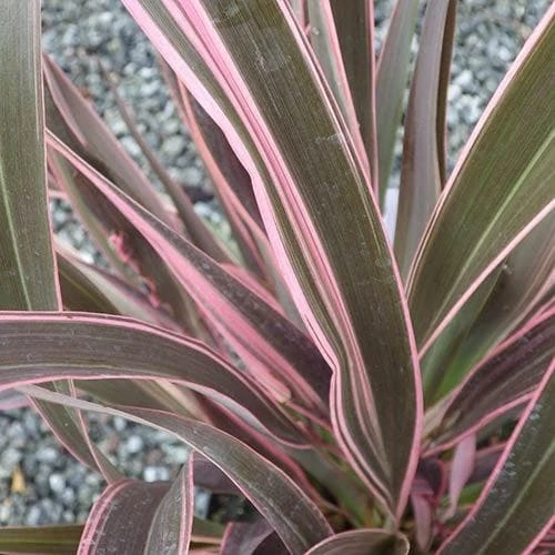 Phormium Pink Stripe 3 Phormium Pink Stripe - Image 3