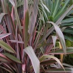 Phormium Pink Stripe 7 Phormium Pink Stripe -Future Forests Phormium Pink Stripe 04