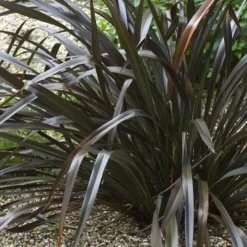 Phormium Platt’s Black -Future Forests Phormium Platts Black 02