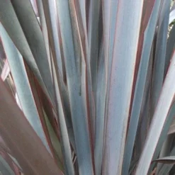Phormium Platt’s Black -Future Forests Phormium Platts Black 04