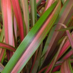 Phormium Jester
