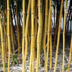 Phyllostachys Aureosulcata Spectabilis -Future Forests Phyllostachys aureosulcata Spectabilis 04