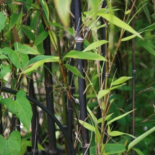 Phyllostachys Nigra Punctata 2 Phyllostachys Nigra Punctata - Image 2