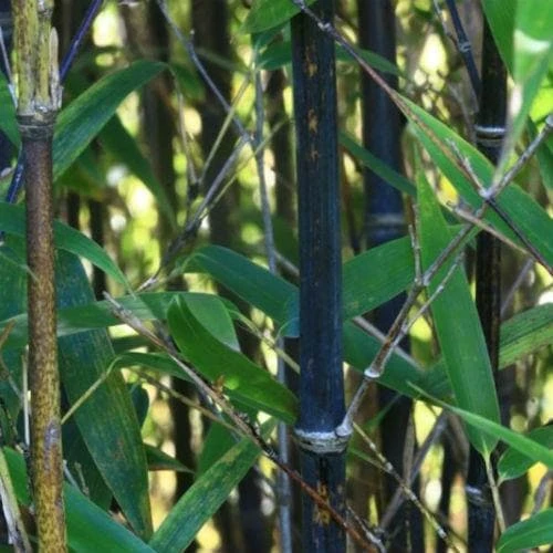 Phyllostachys Nigra Punctata 4 Phyllostachys Nigra Punctata - Image 4