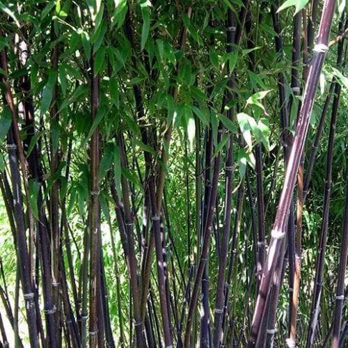 Phyllostachys Nigra Punctata 5 Phyllostachys Nigra Punctata - Image 5