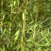 Phyllostachys Aurea