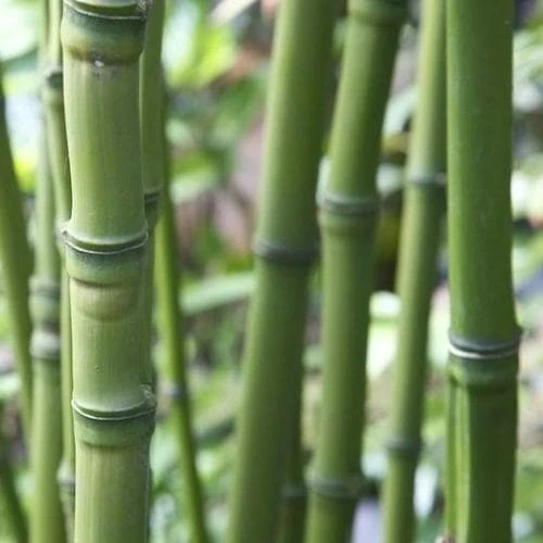 Phyllostachys Aurea 2 Phyllostachys Aurea - Image 2