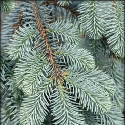 Picea Pungens Fat Albert 6 Picea Pungens Fat Albert -Future Forests Picea pungens Fat Albert 02