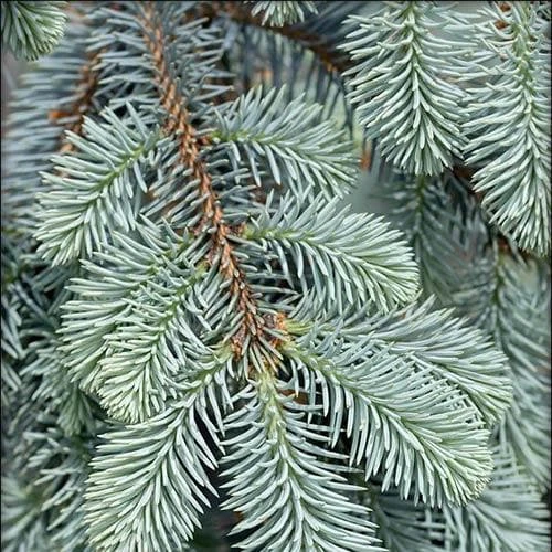 Picea Pungens Fat Albert 2 Picea Pungens Fat Albert - Image 2