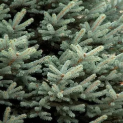 Picea Pungens Fat Albert 7 Picea Pungens Fat Albert -Future Forests Picea pungens Fat Albert 03