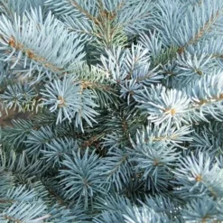 Picea Pungens Fat Albert 9 Picea Pungens Fat Albert -Future Forests Picea pungens Fat Albert 05