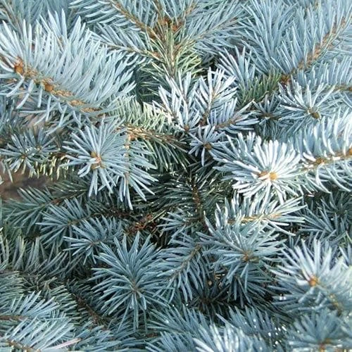 Picea Pungens Fat Albert 5 Picea Pungens Fat Albert - Image 5