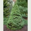 Picea Glauca Sanders Blue