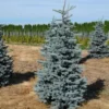 Picea Pungens Hoopsii
