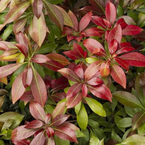 Pieris Japonica Katsura 3 Pieris Japonica Katsura - Image 3