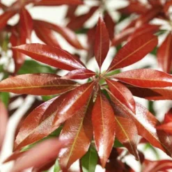 Pieris Japonica Katsura 10 Pieris Japonica Katsura -Future Forests Pieris japonica Katsura06