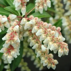 Pieris Japonica Little Heath -Future Forests Pieris japonica Little Heath 04